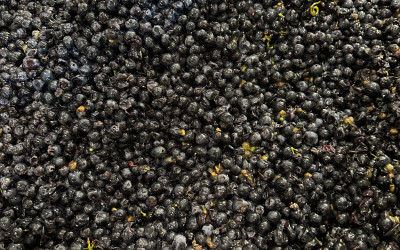 vendanges 2023