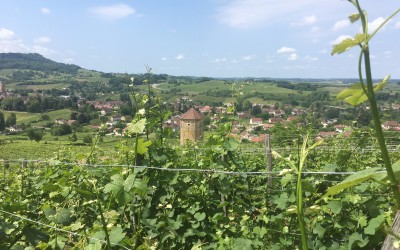 visite le domaine tissot en jura