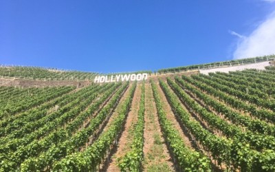 vignoble la moselle allemande